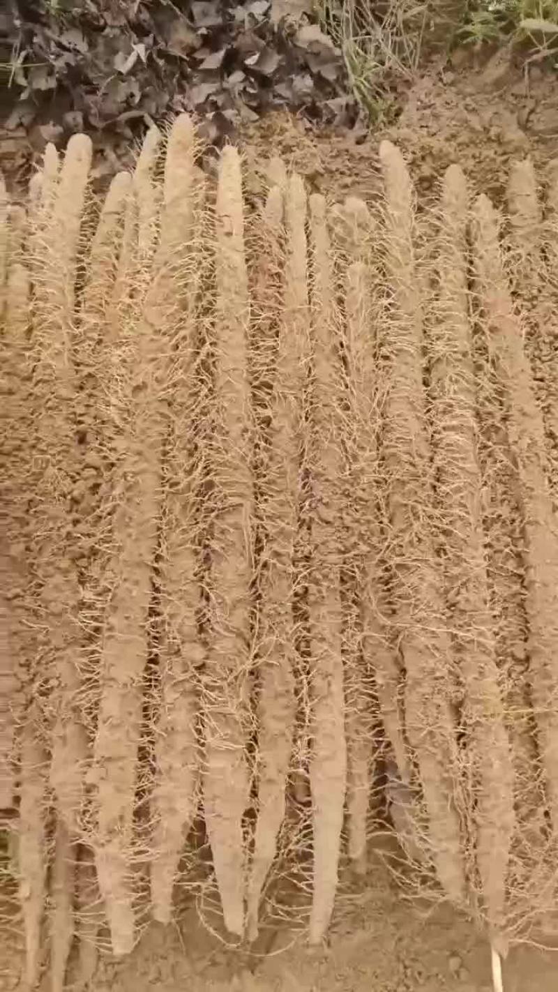 山药，麻山药，库存山药，山药，棒药，子药