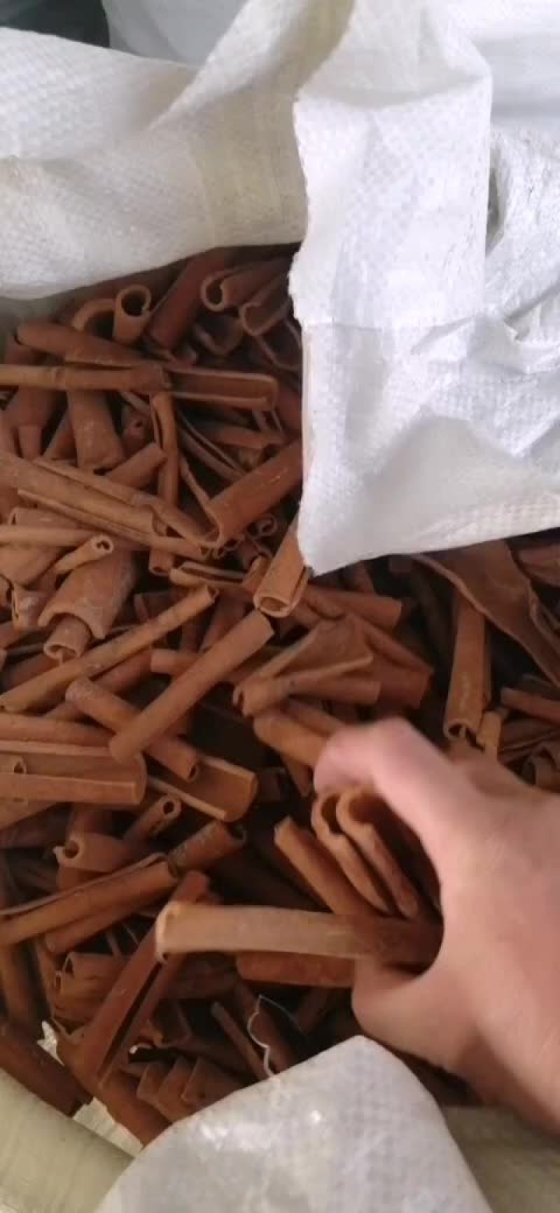 烟仔桂