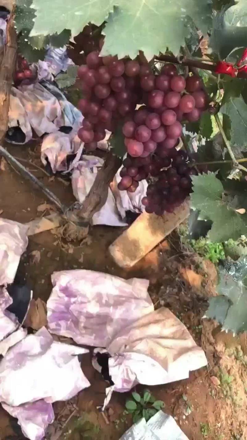 巨峰葡萄大量上市需要的联系