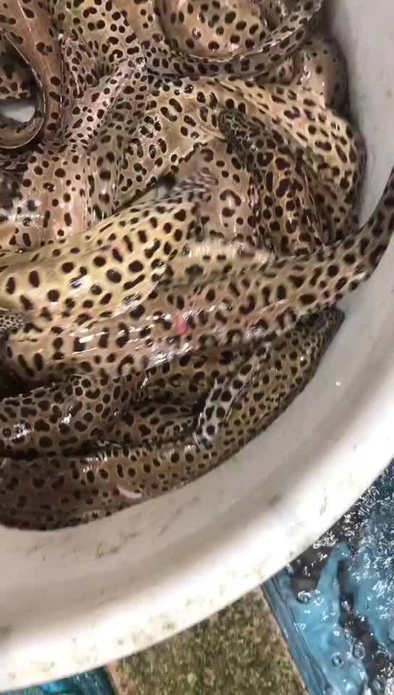 花豹花鳗海鳗鳗鱼