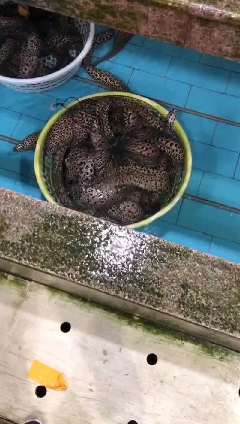 花豹花鳗海鳗鳗鱼