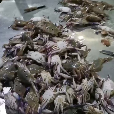三点蟹一手货源