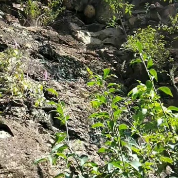 野生蜂