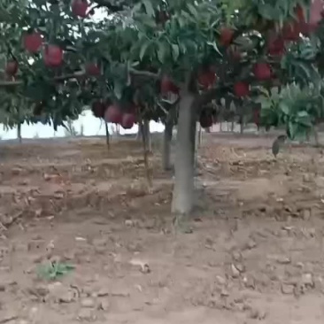 天水花牛
