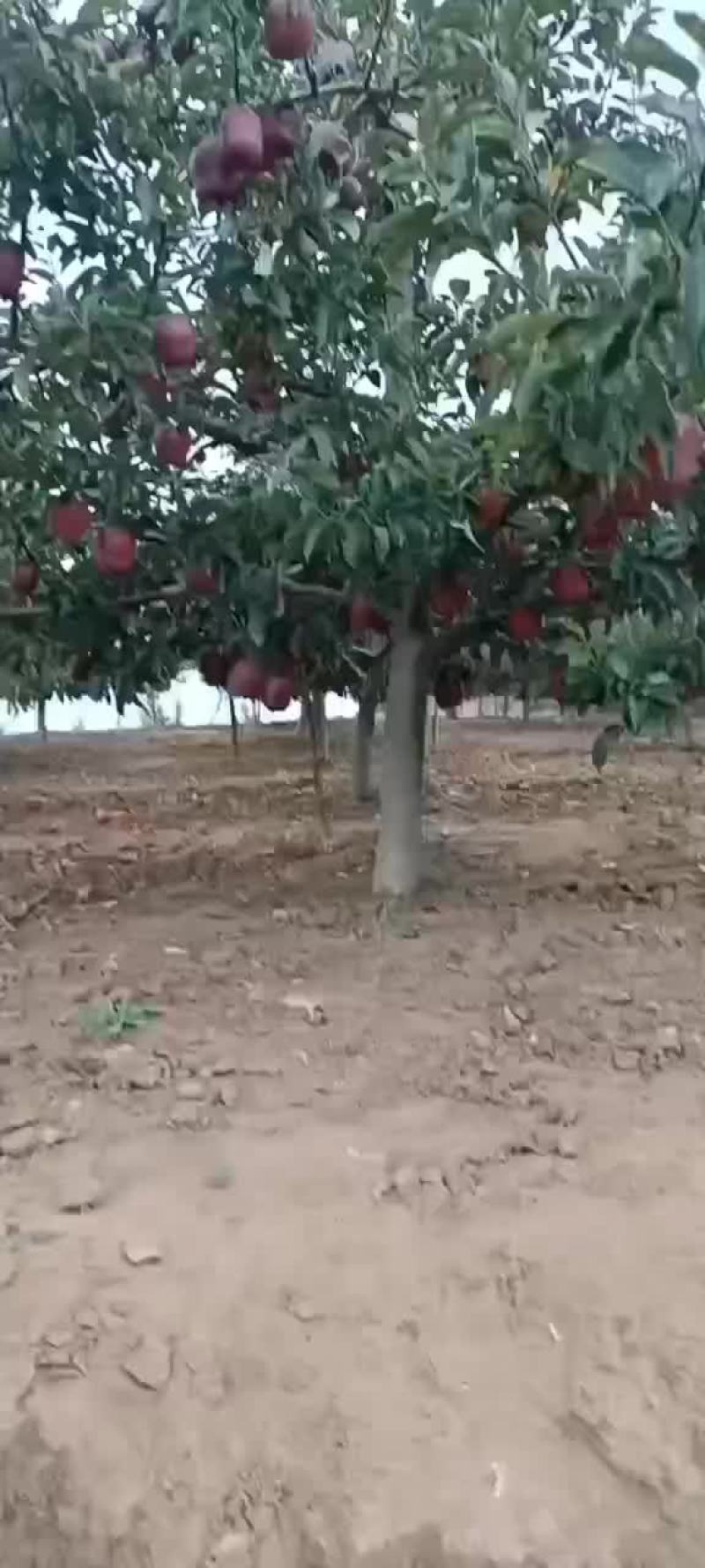 天水花牛