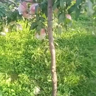 桃王九九
