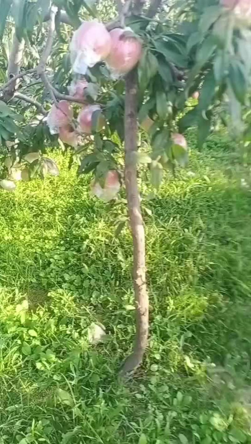 桃王九九