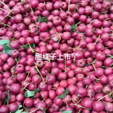 沂蒙特产，山楂，大面球，大金星，甜红子，大五梭。