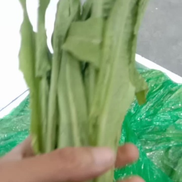 精品油麦