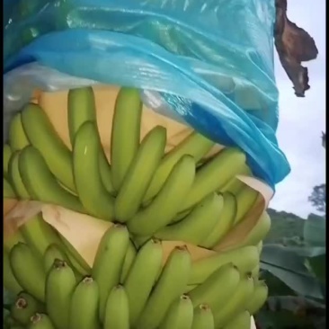 红河香蕉