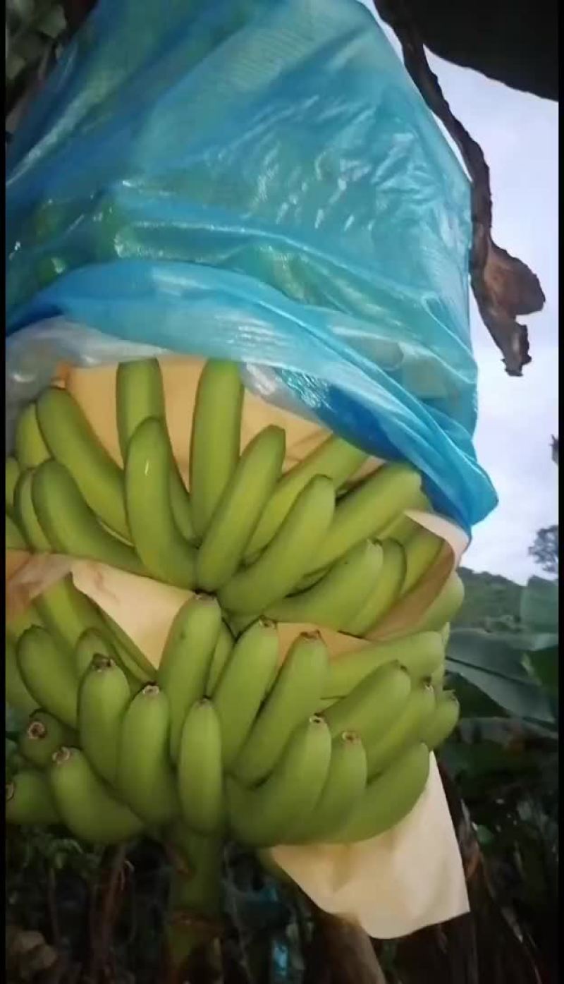 红河香蕉