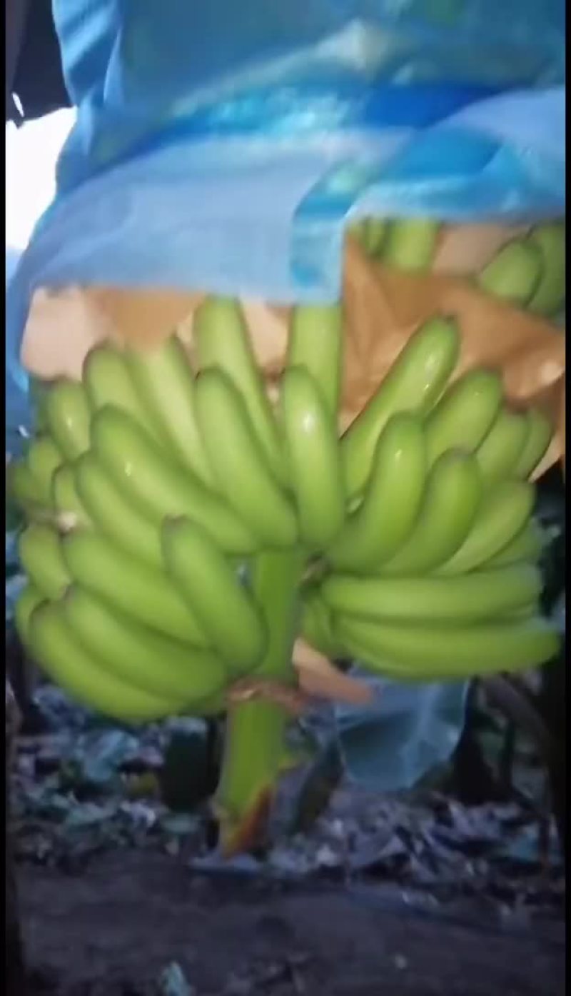 红河香蕉