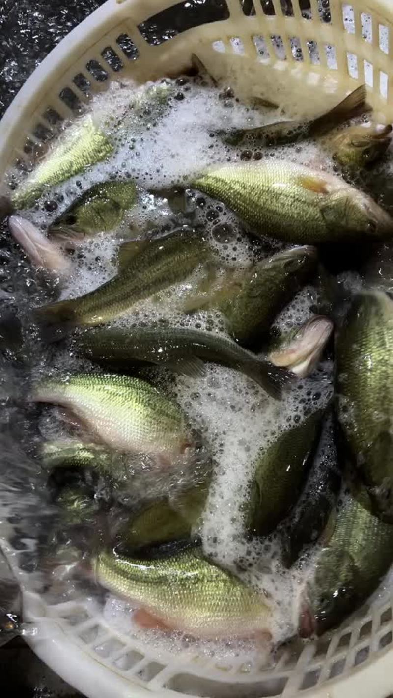 鲈鱼优鲈一号长期稳定供应，规格齐全，全国包邮