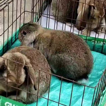 4三斤左右纯种公羊兔