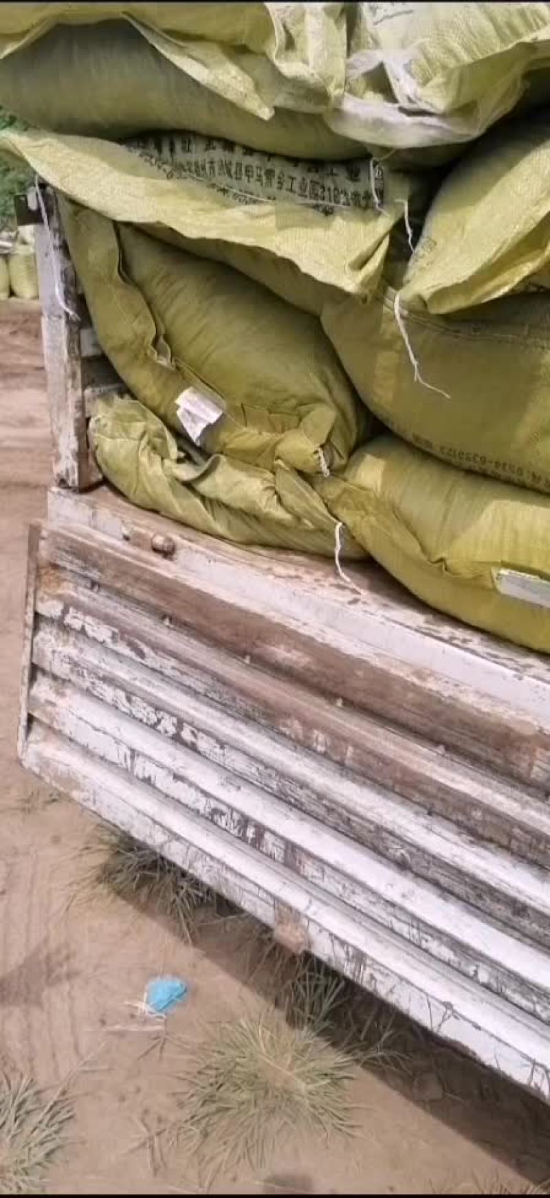 羊粪