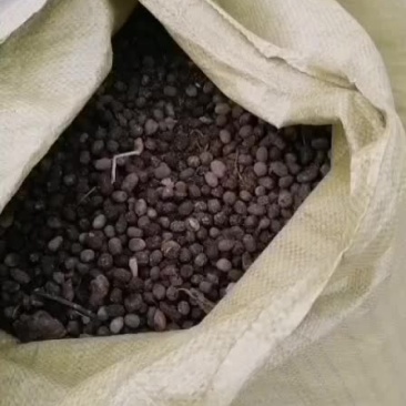 羊粪