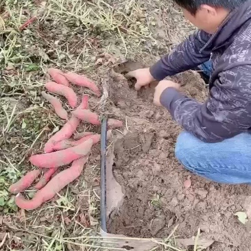 西瓜红