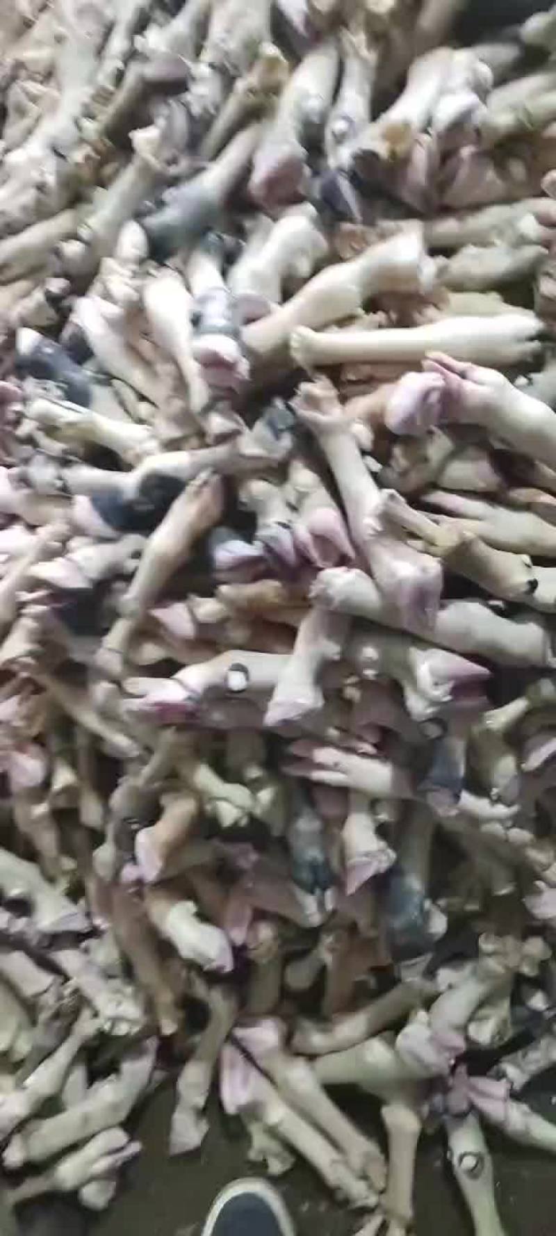 羊净蹄