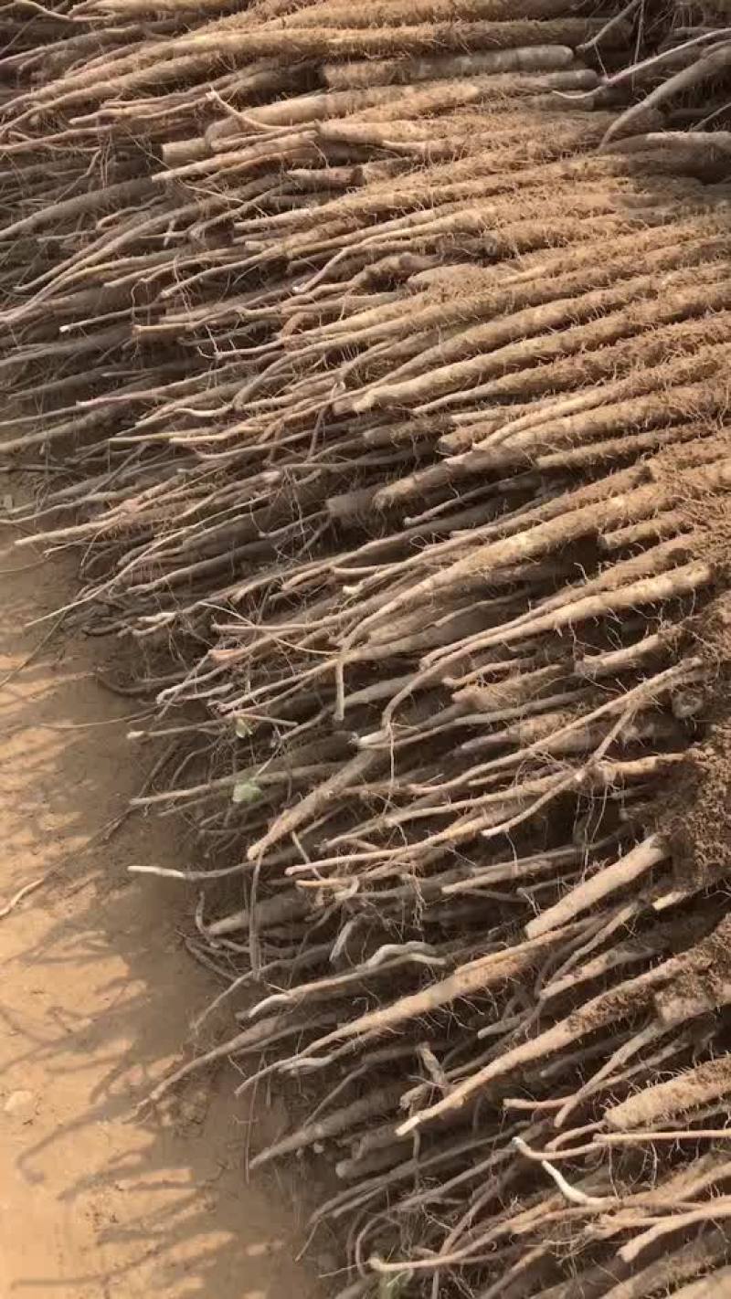 一手货源深州小白嘴二户山药货源海量诚意代办