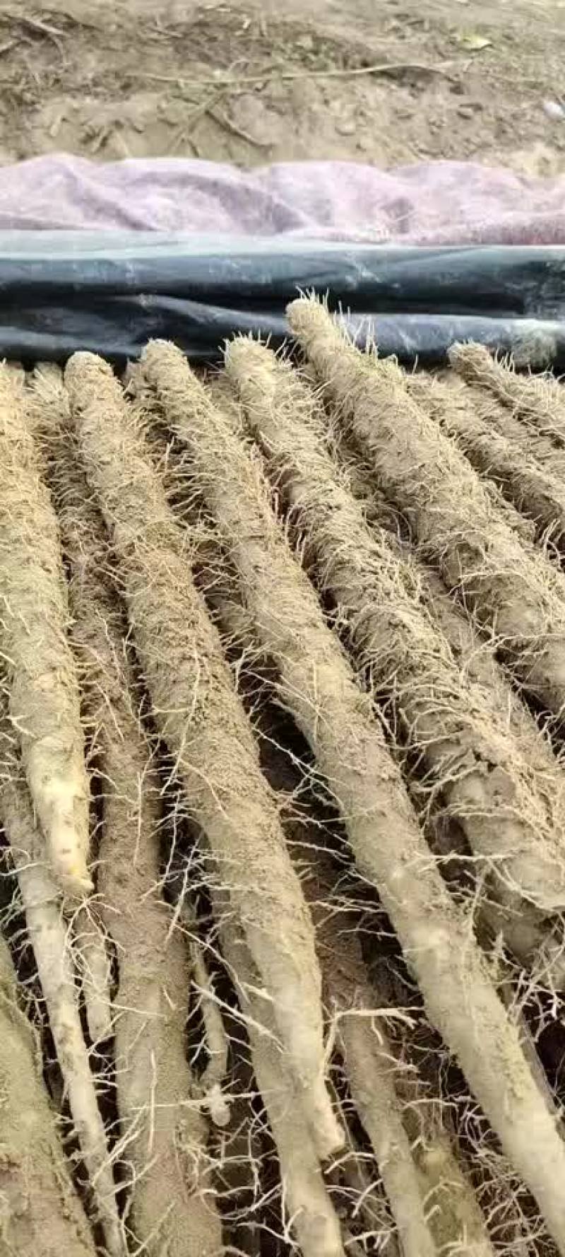 一手货源深州小白嘴二户山药货源海量诚意代办