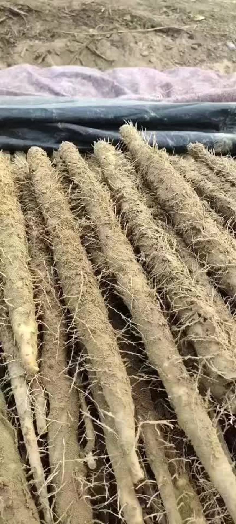 一手货源深州小白嘴二户山药货源海量诚意代办