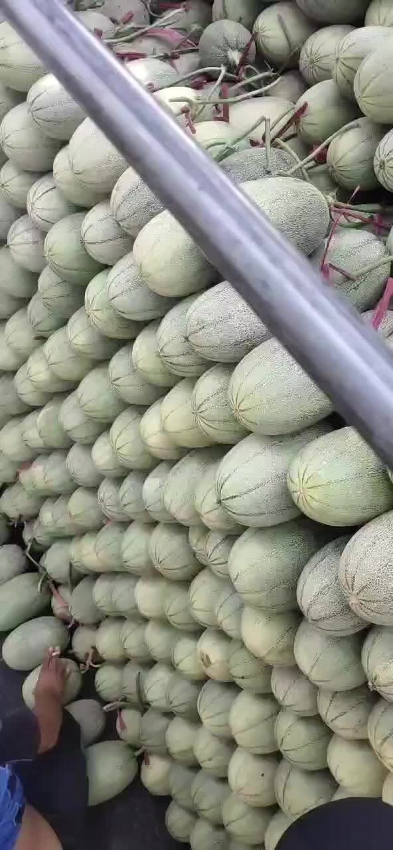 哈密瓜