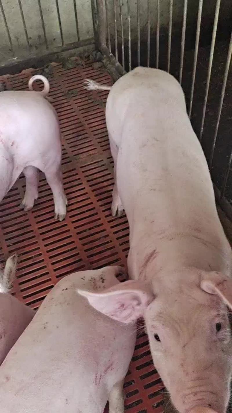 大白，长白种公种母猪