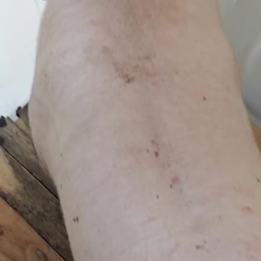 大白，长白种公种母猪