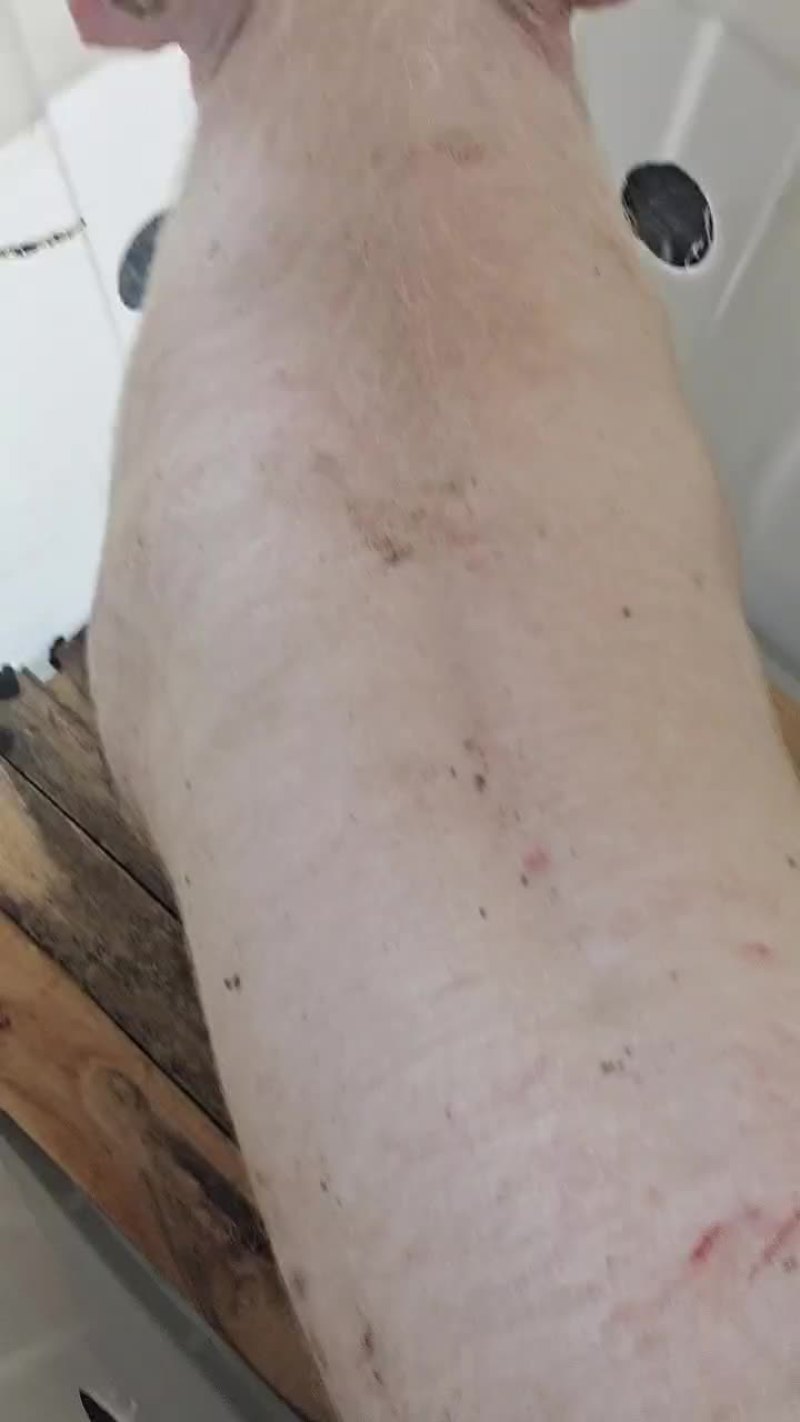 大白，长白种公种母猪