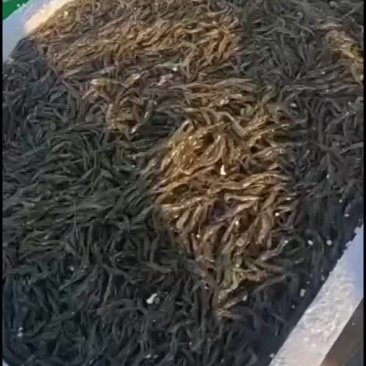 草虾