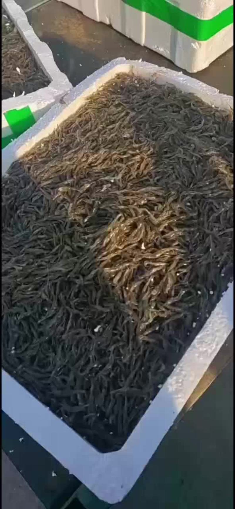 草虾