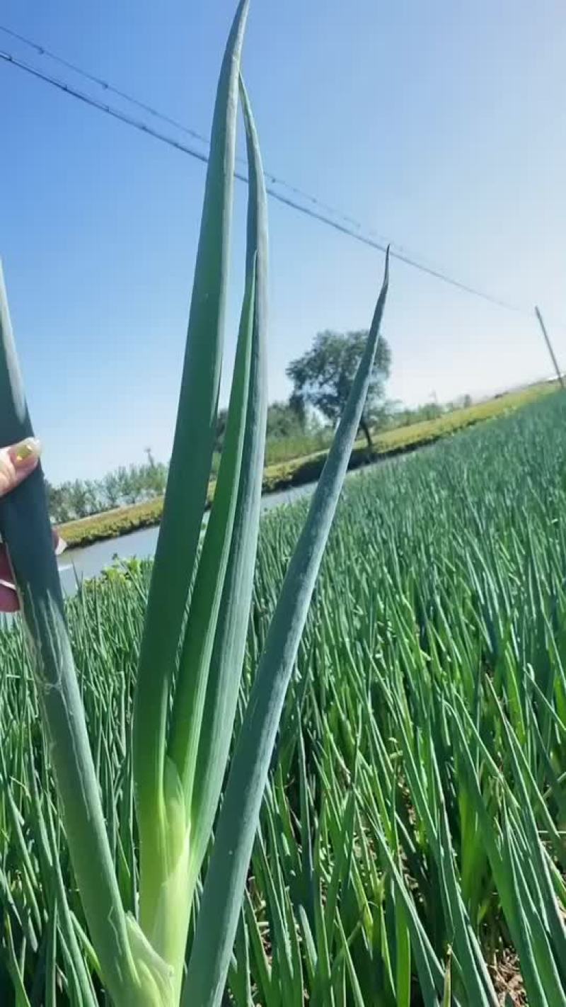 批发大葱