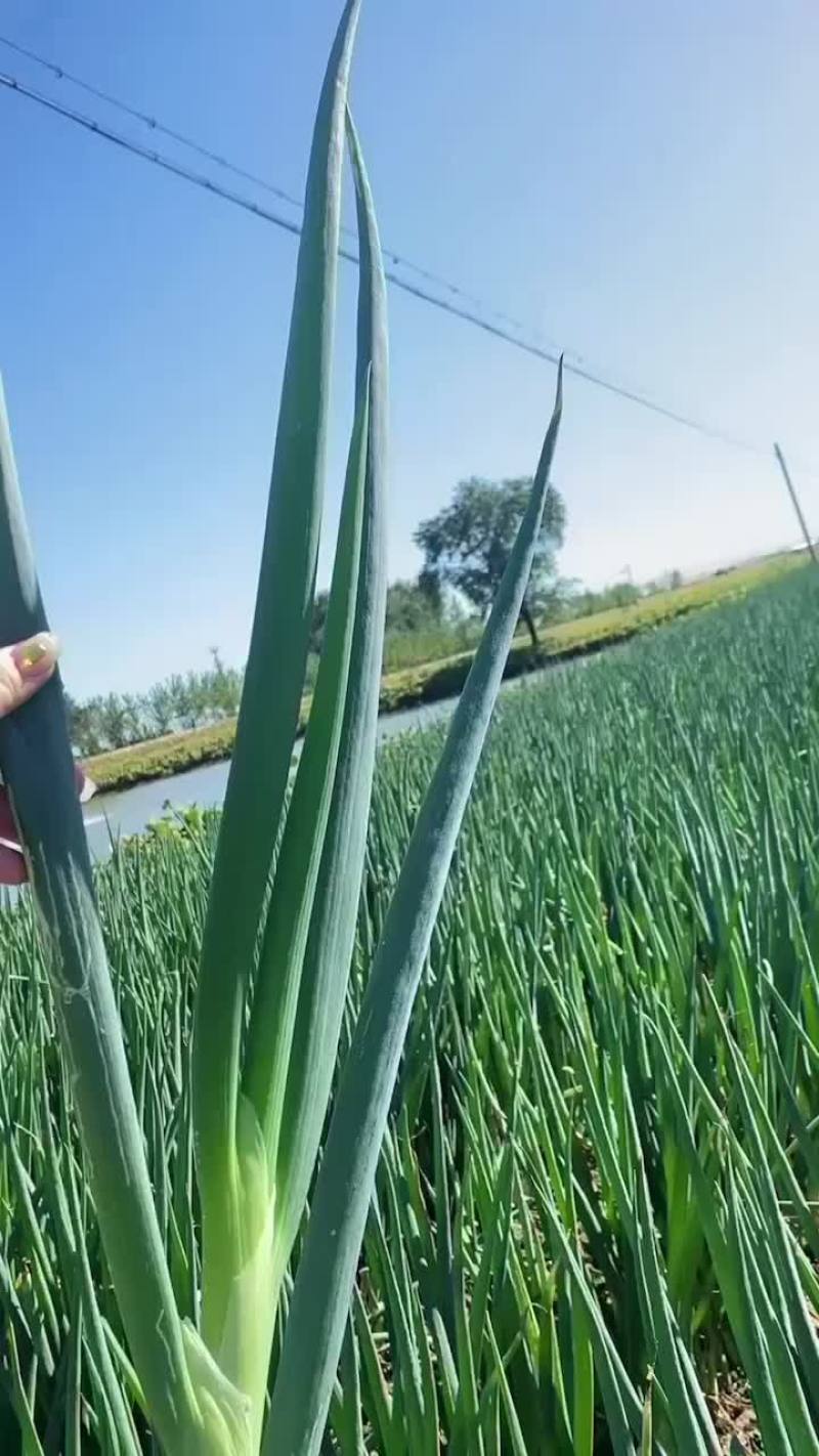 批发大葱