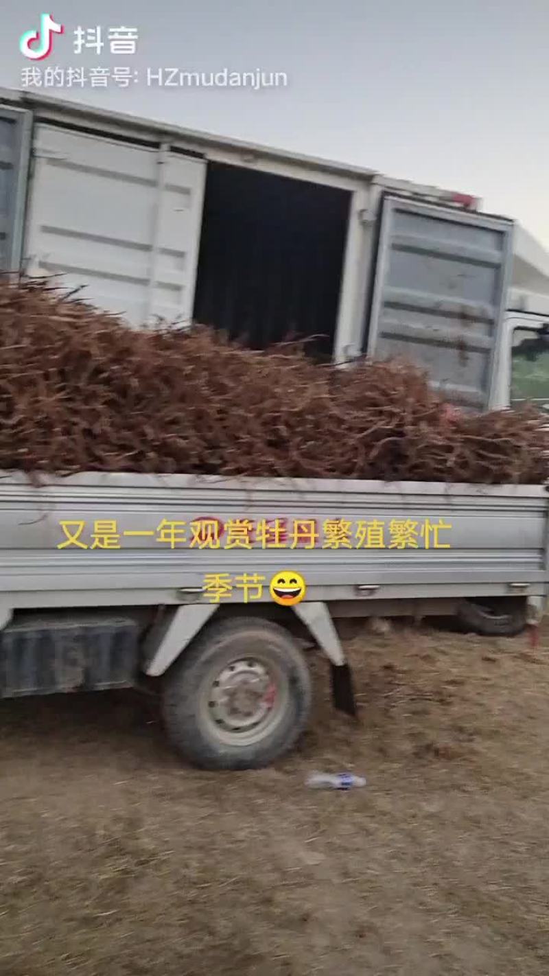 观赏牡丹接穗，牡丹树专用接穗