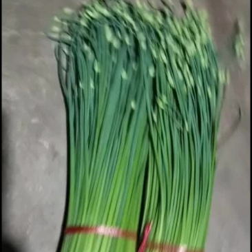 库存韭苔