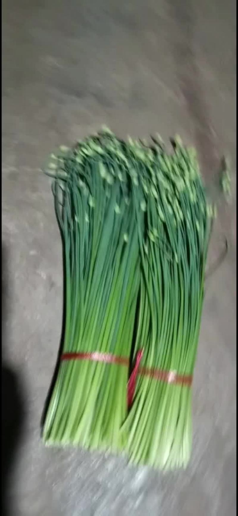 库存韭苔