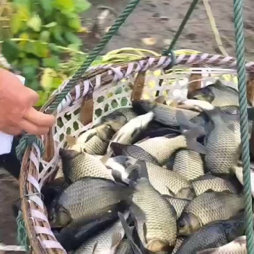 黄金鲫工程鲫鲤鲫鲫鱼钓场市场联系我