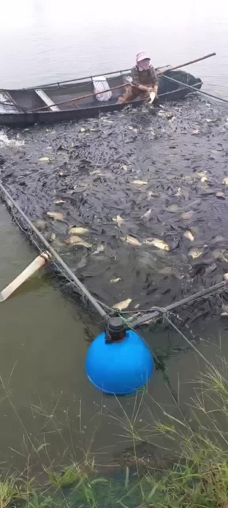 黄金鲫工程鲫鲤鲫鲫鱼钓场市场联系我