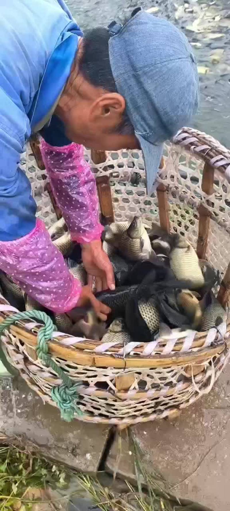 黄金鲫工程鲫鲤鲫鲫鱼钓场市场联系我