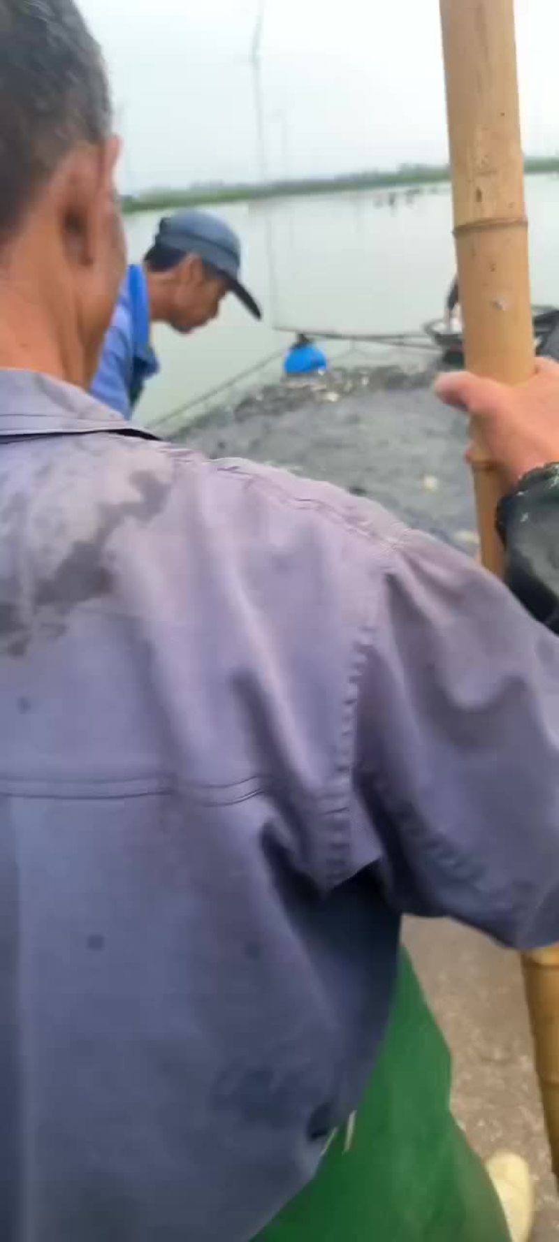 黄金鲫工程鲫鲤鲫鲫鱼钓场市场联系我