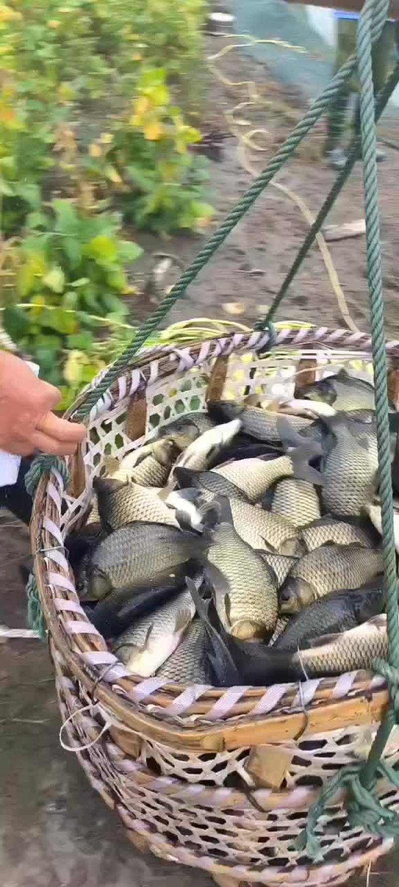 黄金鲫工程鲫鲤鲫鲫鱼钓场市场联系我