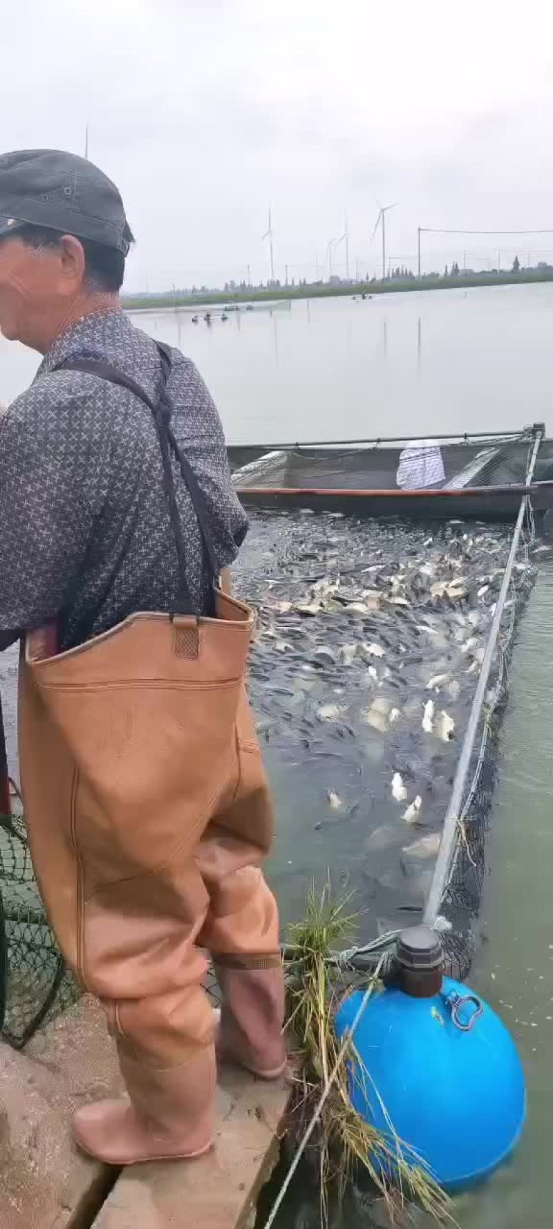黄金鲫工程鲫鲤鲫鲫鱼钓场市场联系我