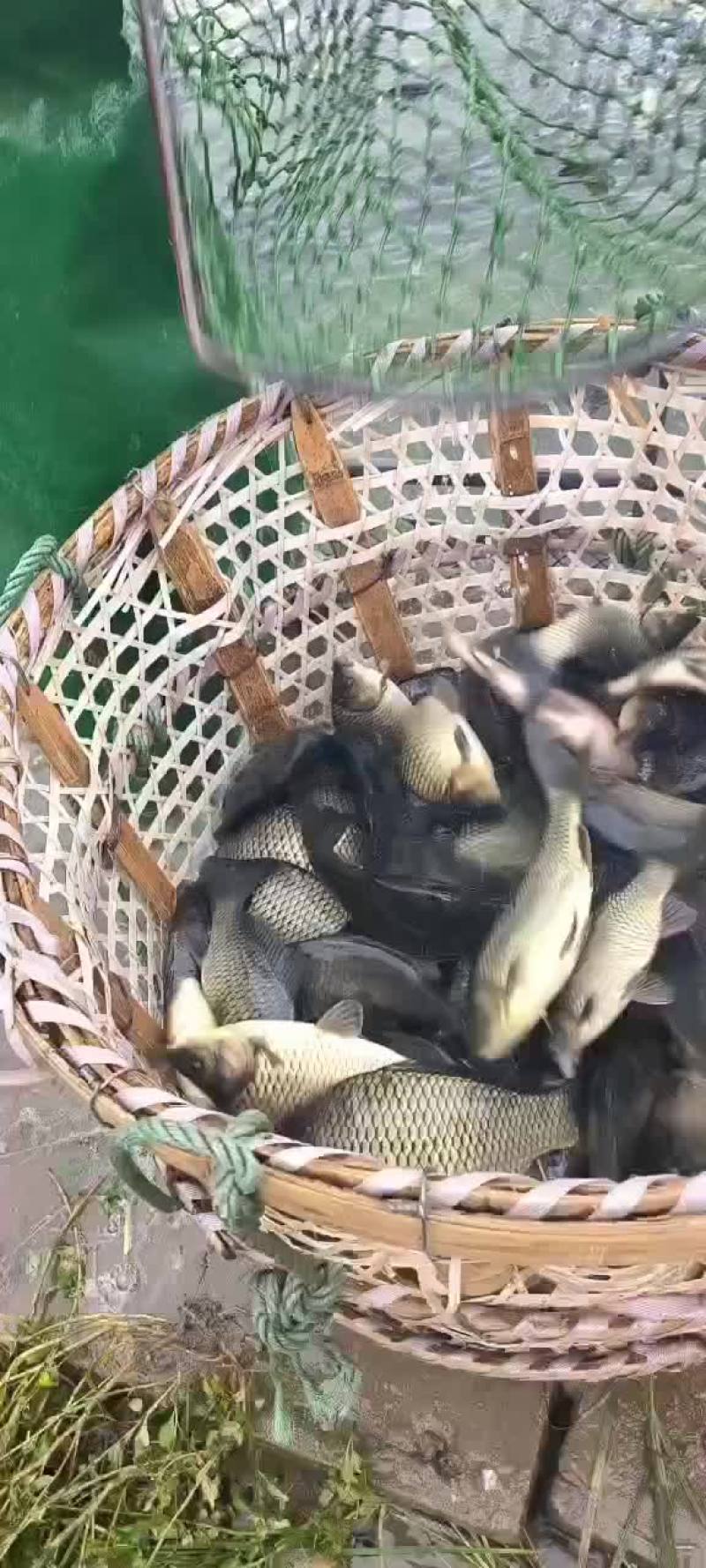 黄金鲫工程鲫鲤鲫鲫鱼钓场市场联系我