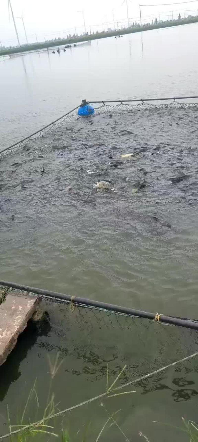 黄金鲫工程鲫鲤鲫鲫鱼钓场市场联系我