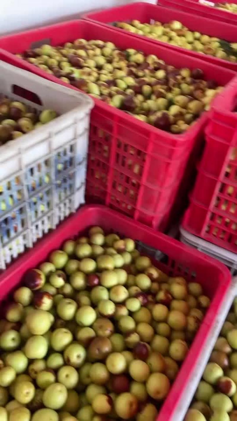 黄骅冬枣
