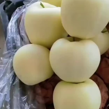 绥中黄金帅大量供应
