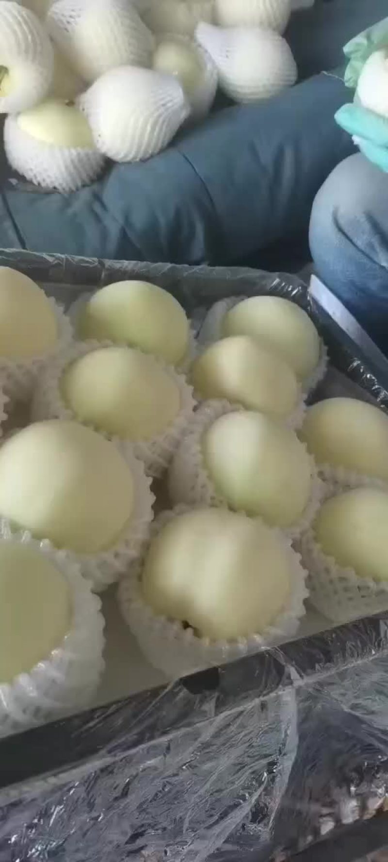 绥中黄金帅大量供应