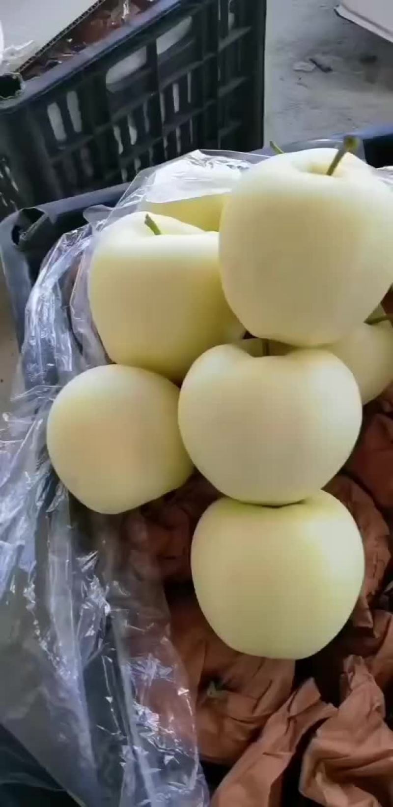 绥中黄金帅大量供应