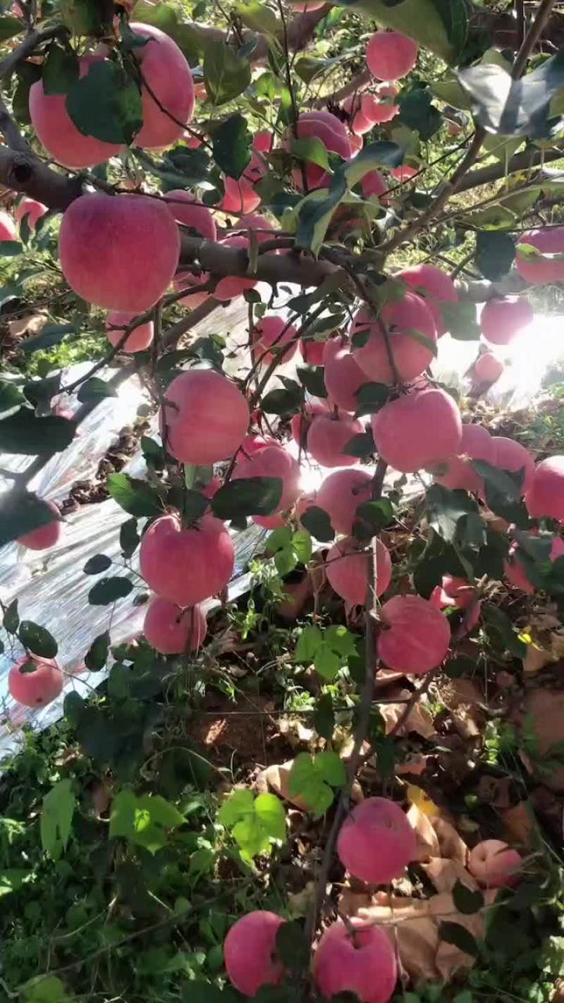 绥中红钱富士大量现货