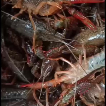 湖北清水养殖小龙虾，底板干净，肉质饱满紧实，价格合适。